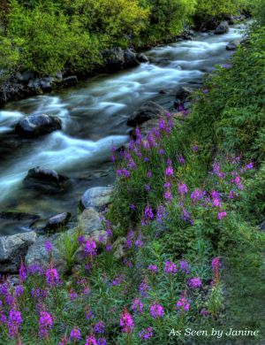 c82-2q-Purple Lupine Along South Boulder Creek.jpg